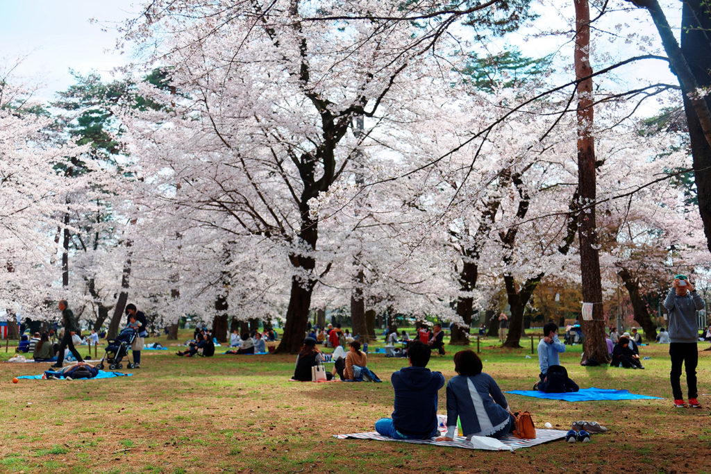 Hanami viewing