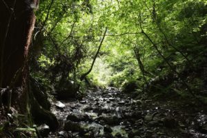 Mt. Takao forest