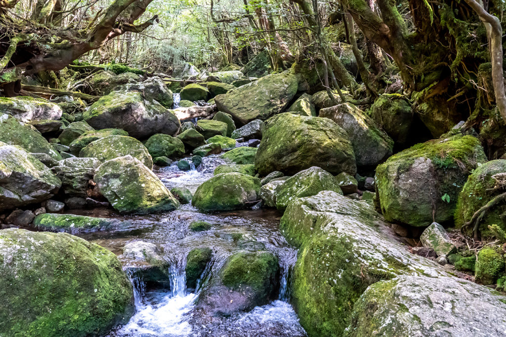 Shiratani Unsuikyo stream