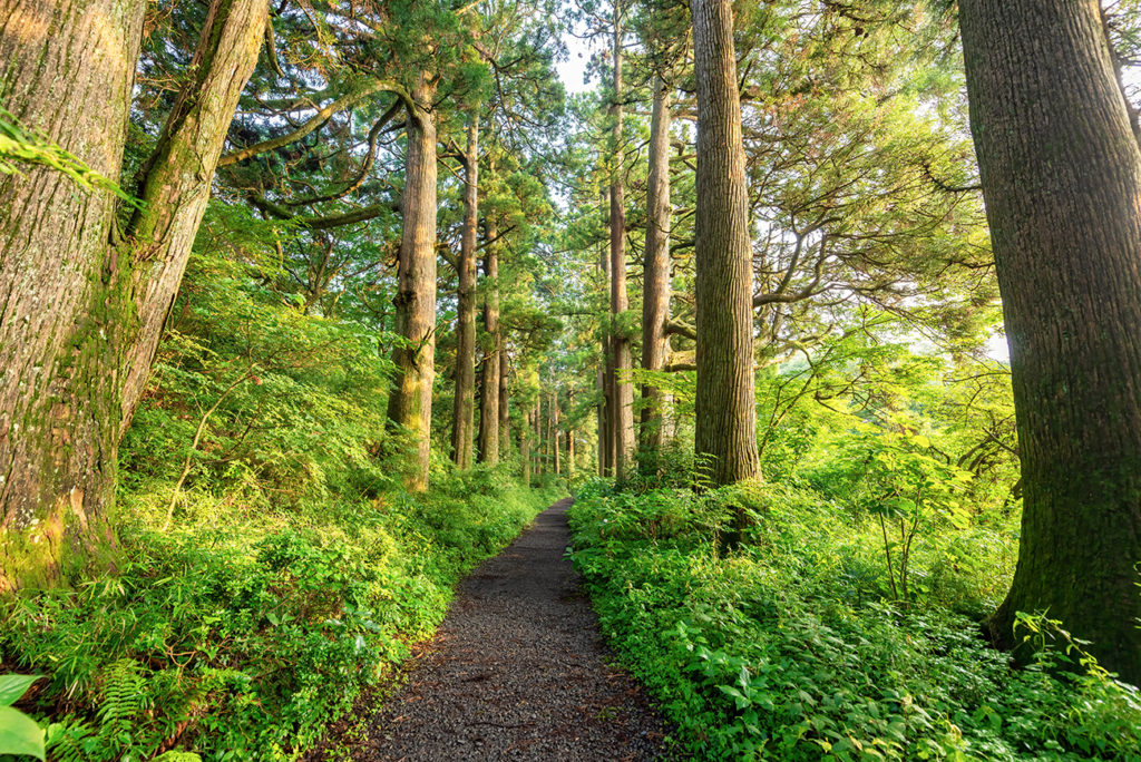  ‎Ancient Cedar Avenue, Hakone